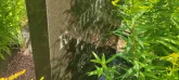 Захоронение ID 1303787