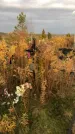 Захоронение ID 1309397