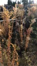 Захоронение ID 1310082