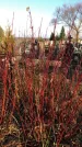 Захоронение ID 1310831
