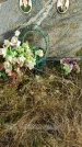 Захоронение ID 1311369