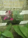 Захоронение ID 1314895