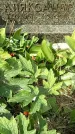 Захоронение ID 1321942