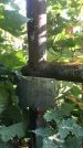Захоронение ID 1327481