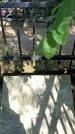 Захоронение ID 1333822