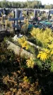 Захоронение ID 1335007