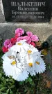 Захоронение ID 1335500