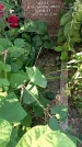 Захоронение ID 1336017