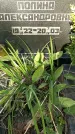 Захоронение ID 1338570