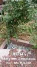 Захоронение ID 1339596