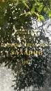 Захоронение ID 1340333