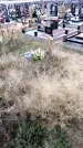 Захоронение ID 1343387
