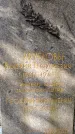 Захоронение ID 1345783