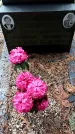 Захоронение ID 1347466