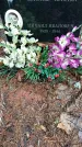 Захоронение ID 1349636