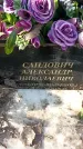 Захоронение ID 1350679