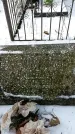 Захоронение ID 1351562