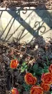 Захоронение ID 1354651