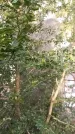 Захоронение ID 1354698