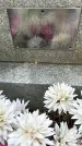 Захоронение ID 1354936