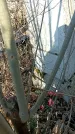 Захоронение ID 1356269