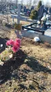 Захоронение ID 1356596