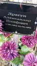 Захоронение ID 1359520