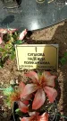 Захоронение ID 1361475