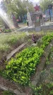 Захоронение ID 1362512