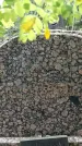 Захоронение ID 1362914
