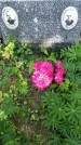 Захоронение ID 1363150