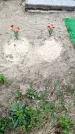 Захоронение ID 1363222