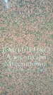 Захоронение ID 1364927