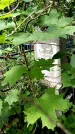 Захоронение ID 1367014