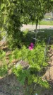 Захоронение ID 1367175