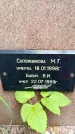 Захоронение ID 1368556