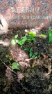 Захоронение ID 1369673