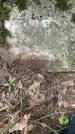 Захоронение ID 1371482