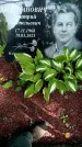Захоронение ID 1372025