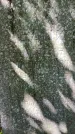 Захоронение ID 1372738