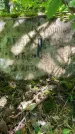 Захоронение ID 1372756
