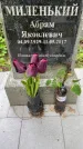 Захоронение ID 2284455