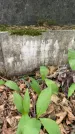 Захоронение ID 3118333