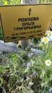 Захоронение ID 3566626