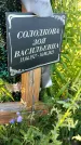 Захоронение ID 3566653