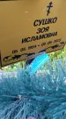 Захоронение ID 3568468