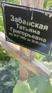 Захоронение ID 3570239