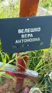 Захоронение ID 3572481