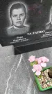 Захоронение ID 3575596