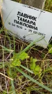Захоронение ID 3575679